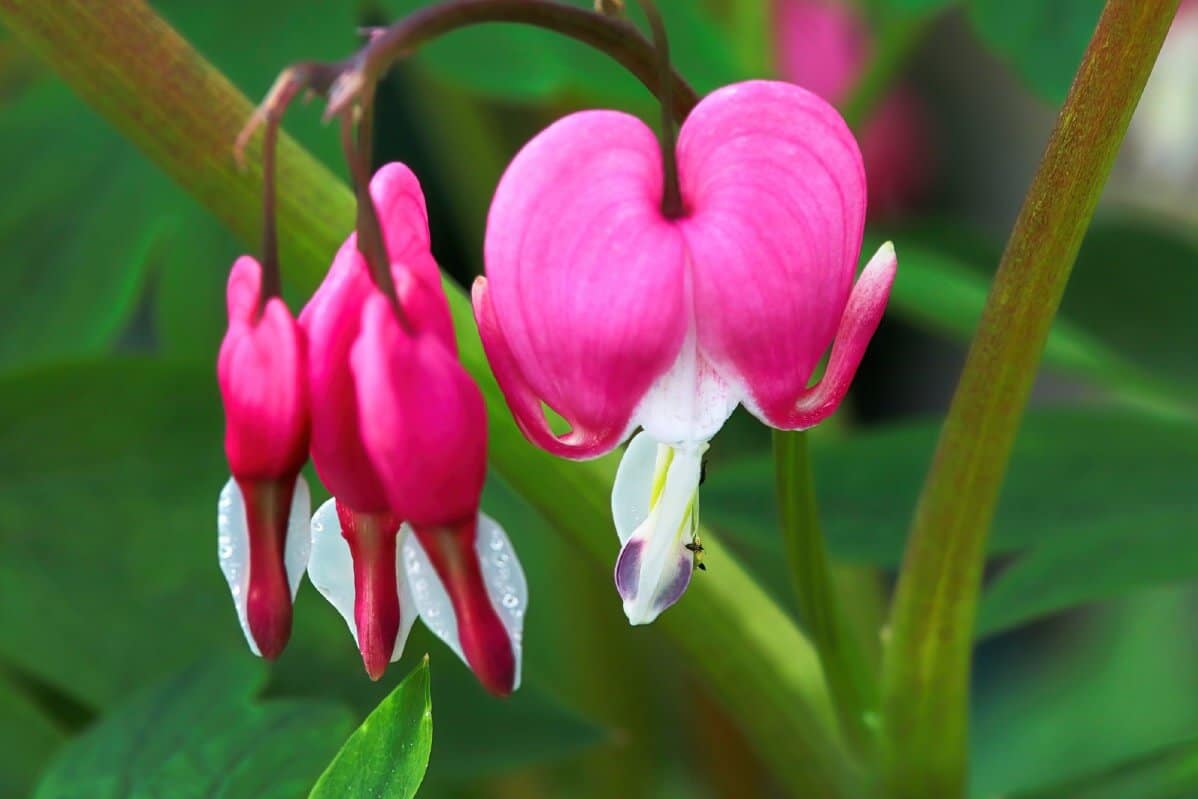 closeup of bleeding heart blossom