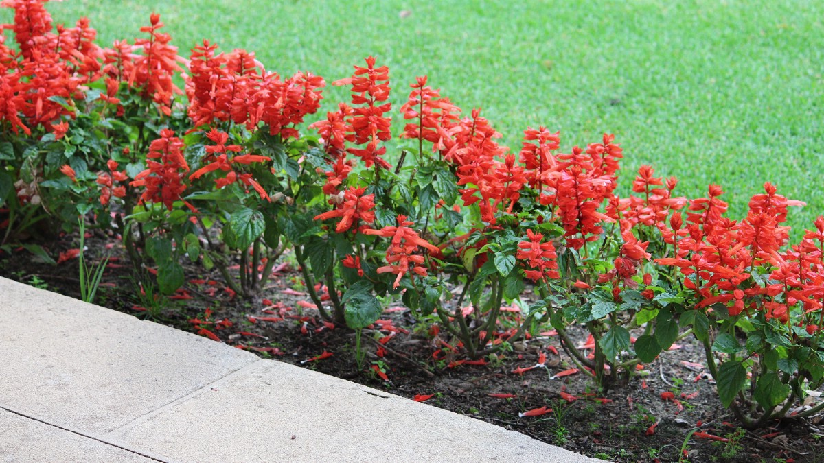 border planting of scarlet sage along a stone walkway