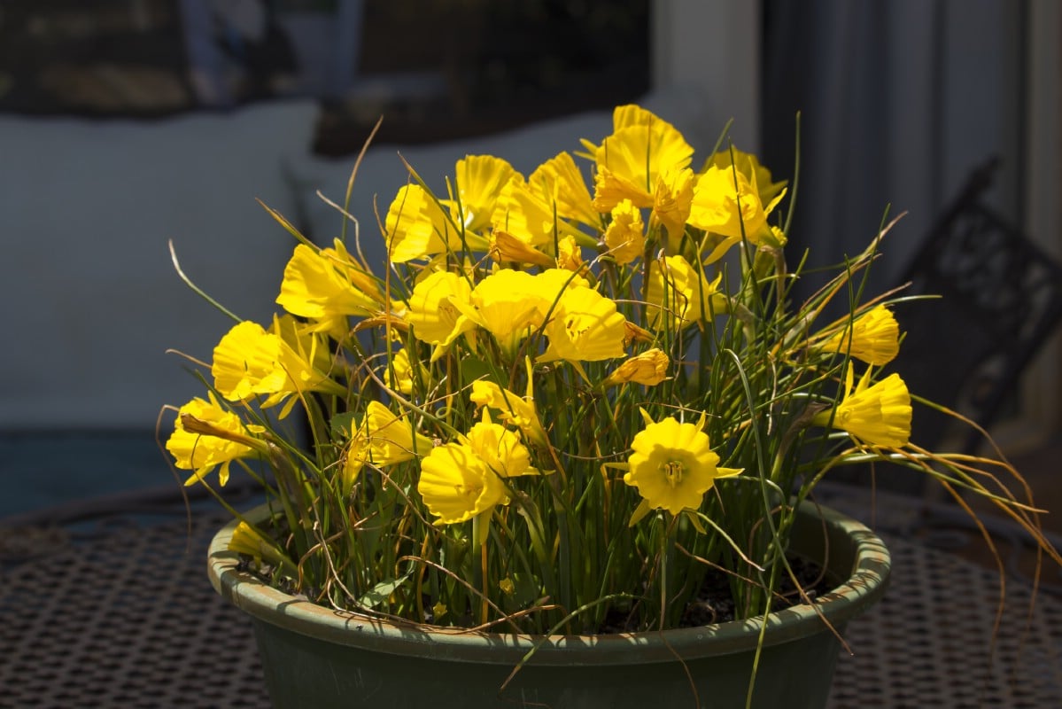 mini daffodil variety goldenbells in planter