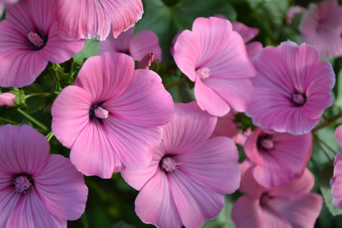 rose mallow hibiscus blooms in pink