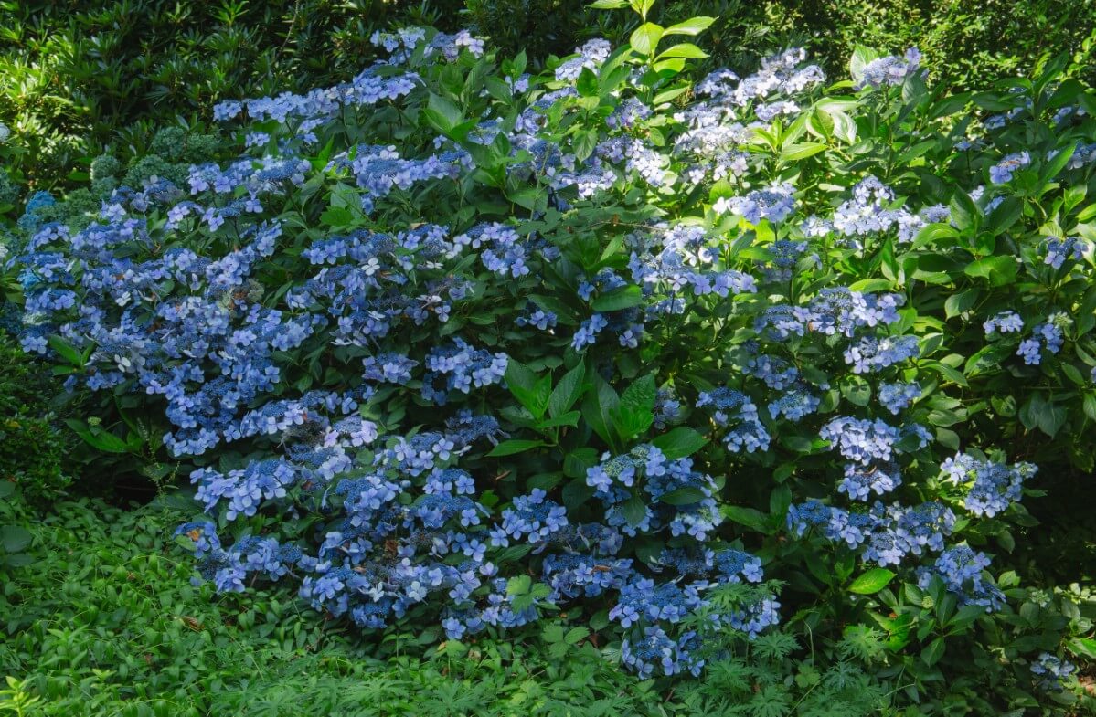 periwinkle blue colored blossoms on Endless Summer Hydrangea shrub