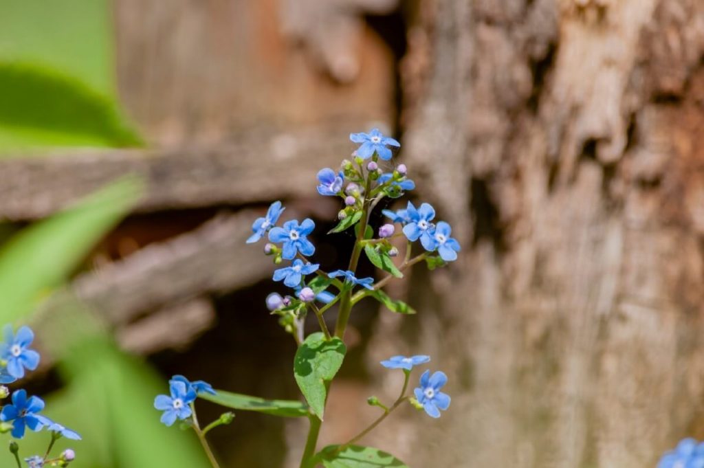 stricta forget me nots 