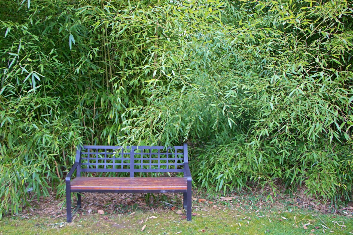 bench in front of a tall planting of black bamboo