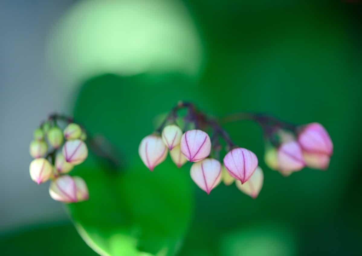 bleeding heart flower buds ready to open
