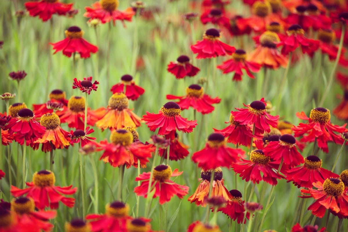 stand of sneezeweed flowers in red and yellow hues