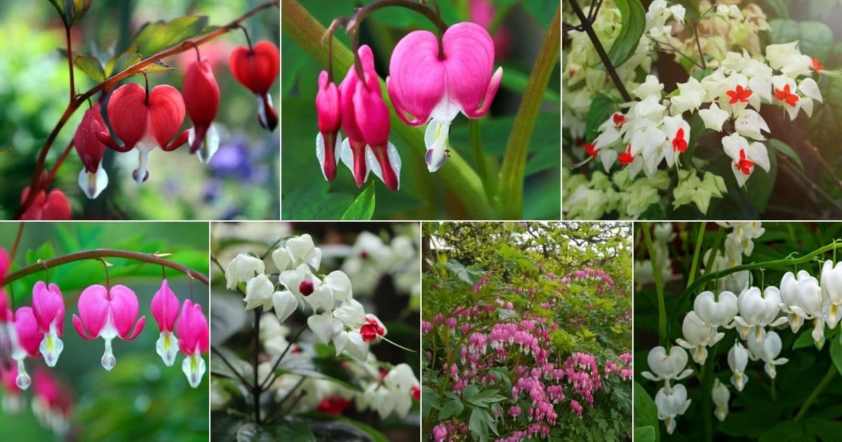 Collage of beautiful blooming bleeding hearts.