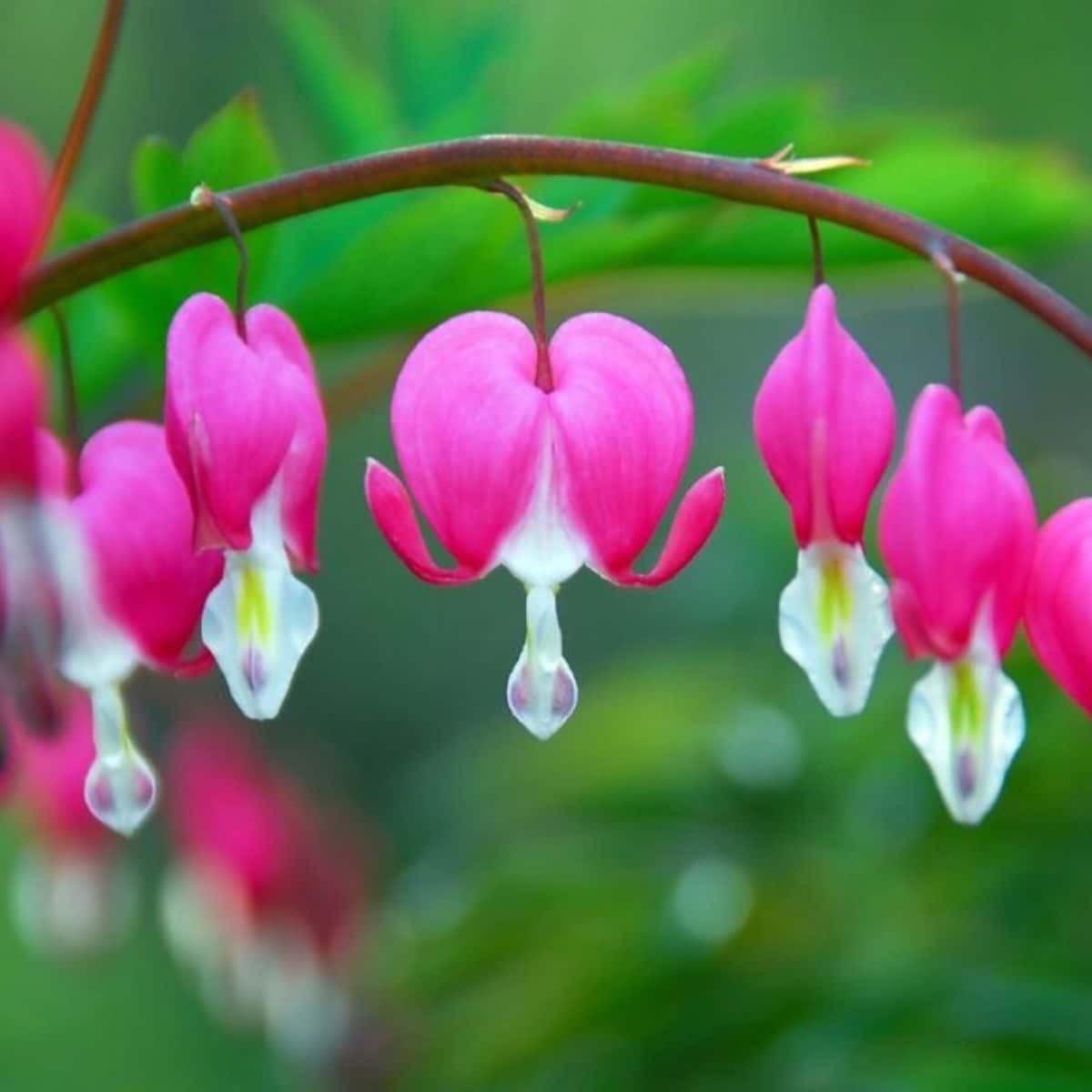Beautiful blooming pink bleeding hearts close-up.
