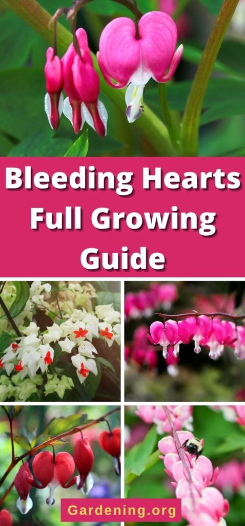 Bleeding Hearts Full Growing Guide pinterest image.