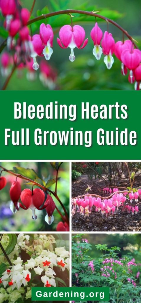 Bleeding Hearts Full Growing Guide pinterest image.