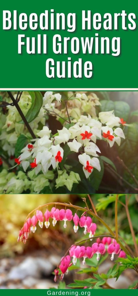 Bleeding Hearts Full Growing Guide pinterest image.