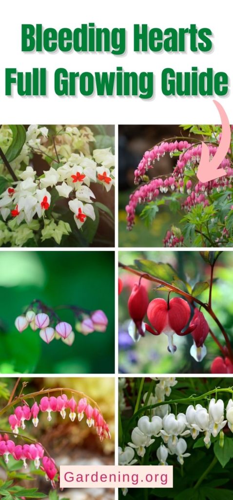 Bleeding Hearts Full Growing Guide pinterest image.