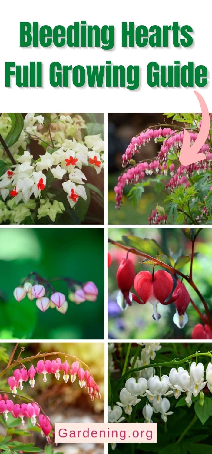 Bleeding Hearts Full Growing Guide - Gardening