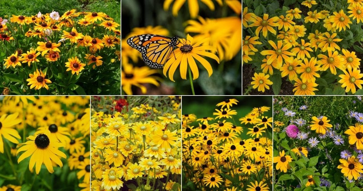 Collage of beautiful blooming black-eyed susans.