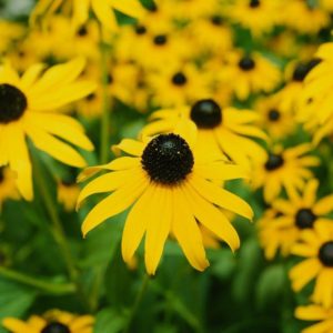 Beautiful blooming black-eyed susans close-up.