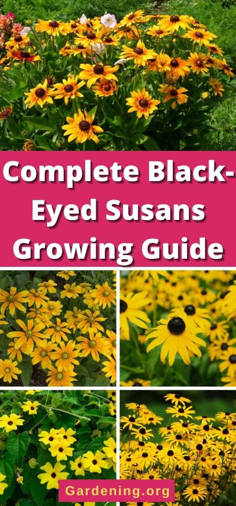 Complete Black-Eyed Susans Growing Guide pinterest image.