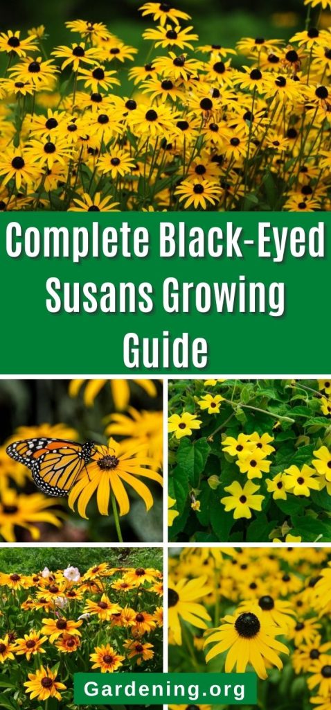 Complete Black-Eyed Susans Growing Guide pinterest image.