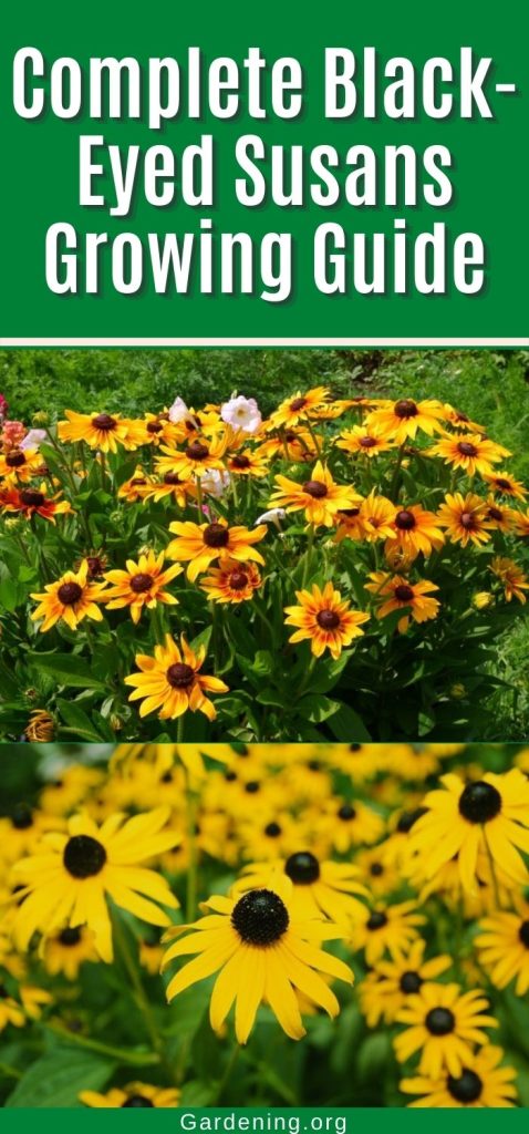 Complete Black-Eyed Susans Growing Guide pinterest image.