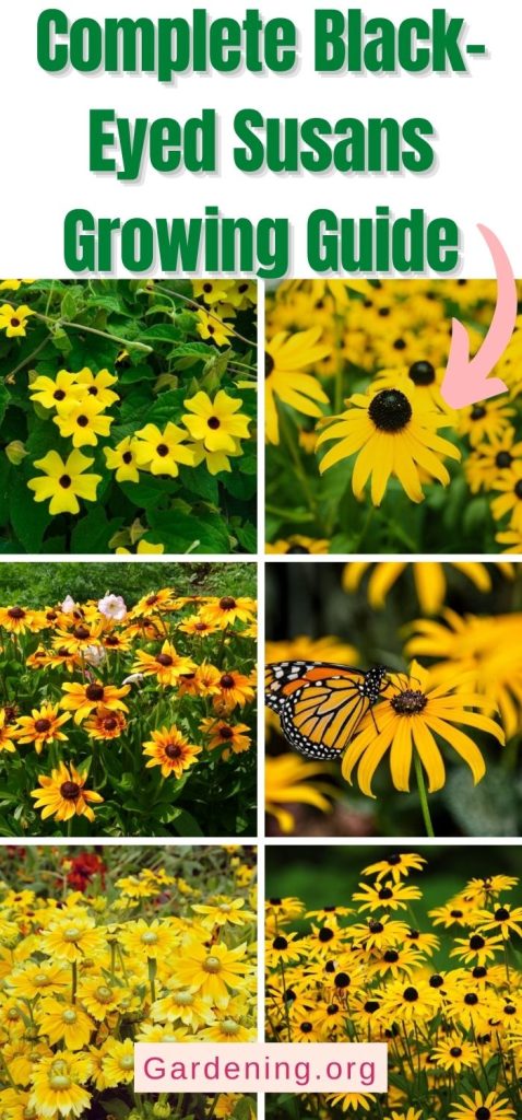 Complete Black-Eyed Susans Growing Guide pinterest image.