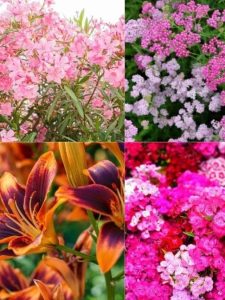 Example perennial flowers that are easy to maintain and are low maintenenance.