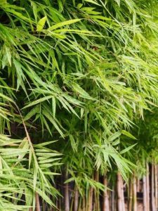 cropped-quick-growing-shrubs-trees-hedges-featured.jpg