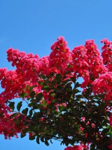 cropped-red-perennials-featured.jpg