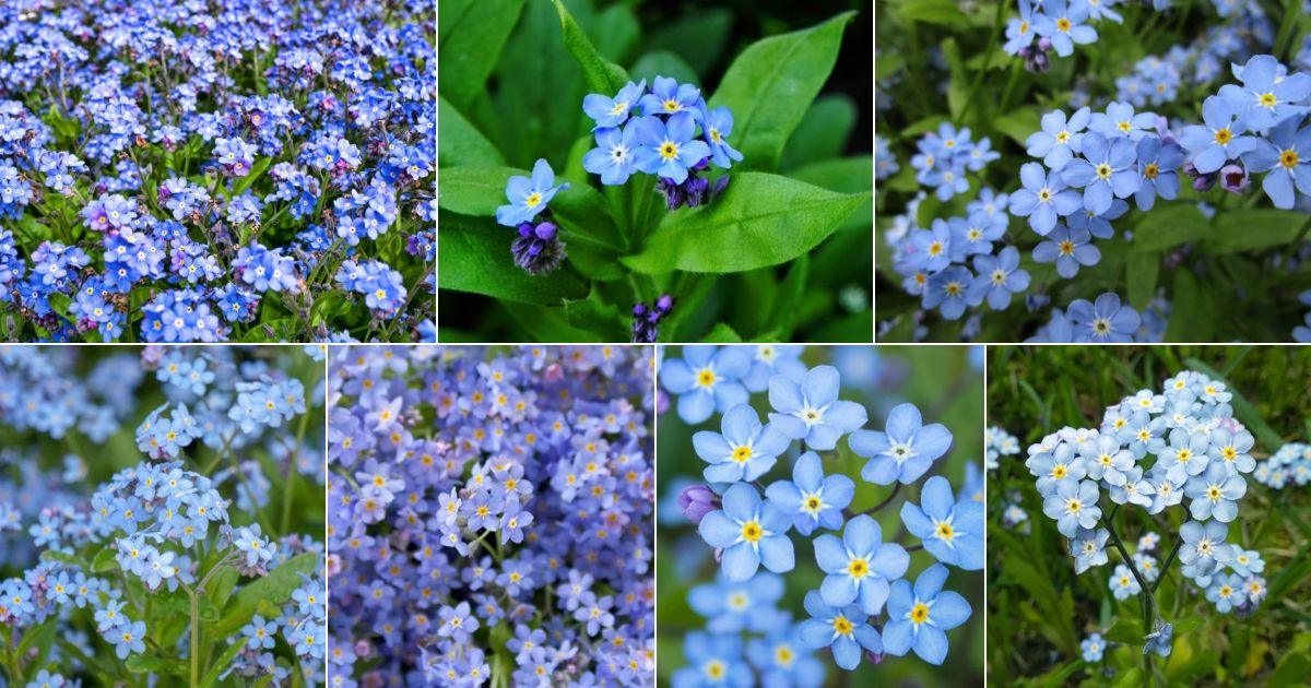 Collage of beautiful blooming forget-me-nots.