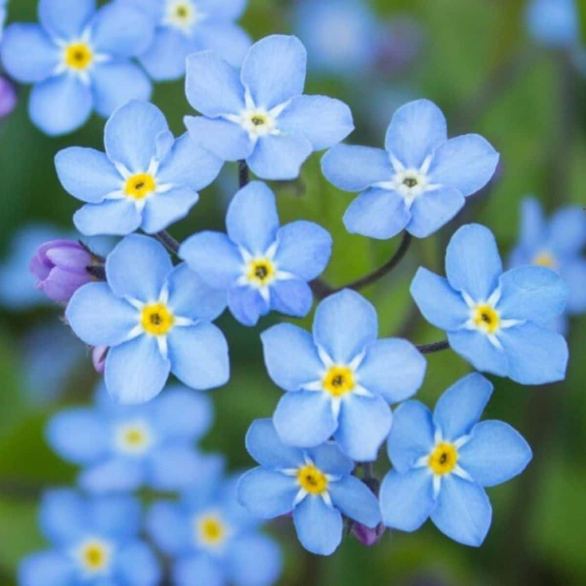 Beautiful blooming blue forget me-nots close-up.