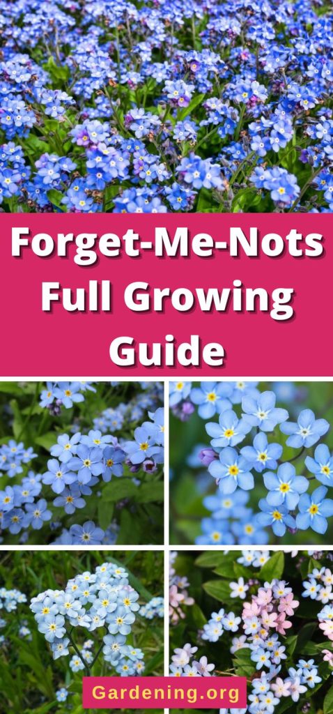 Forget-Me-Nots Full Growing Guide pinterest image.