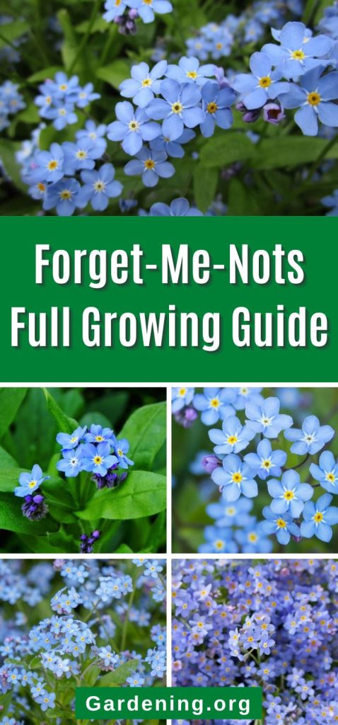 Forget-Me-Nots Full Growing Guide pinterest image.