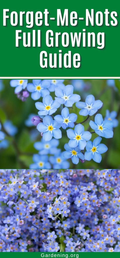 Forget-Me-Nots Full Growing Guide pinterest image.