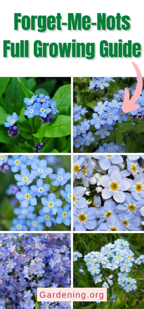 Forget-Me-Nots Full Growing Guide pinterest image.