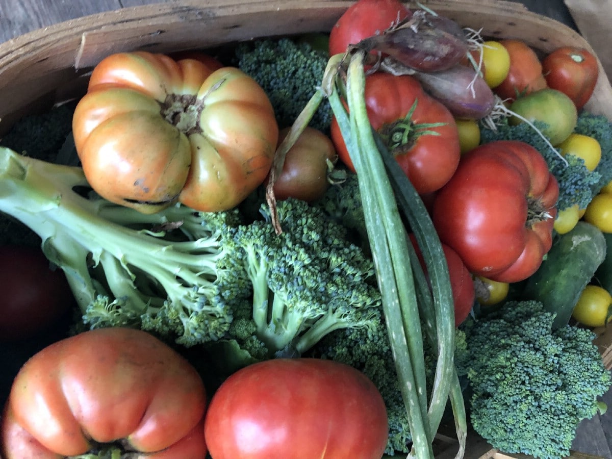 variety of fresh-picked vegetables