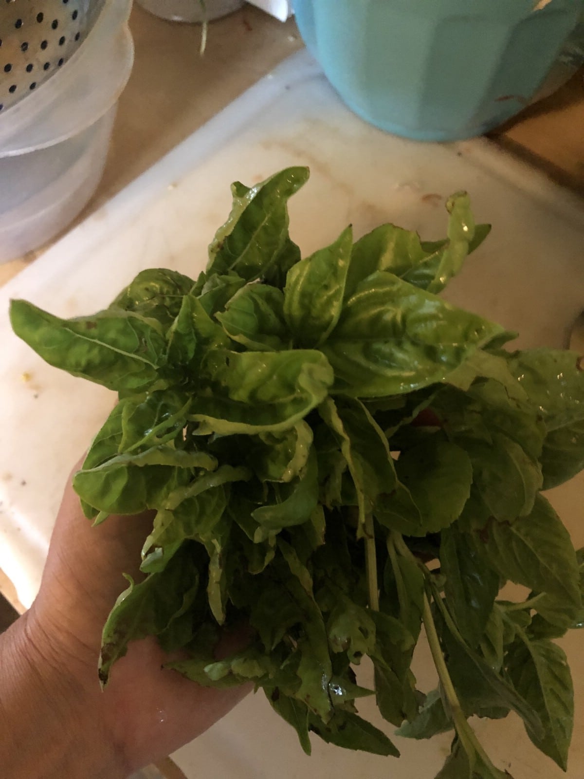 bunch of fresh green basil