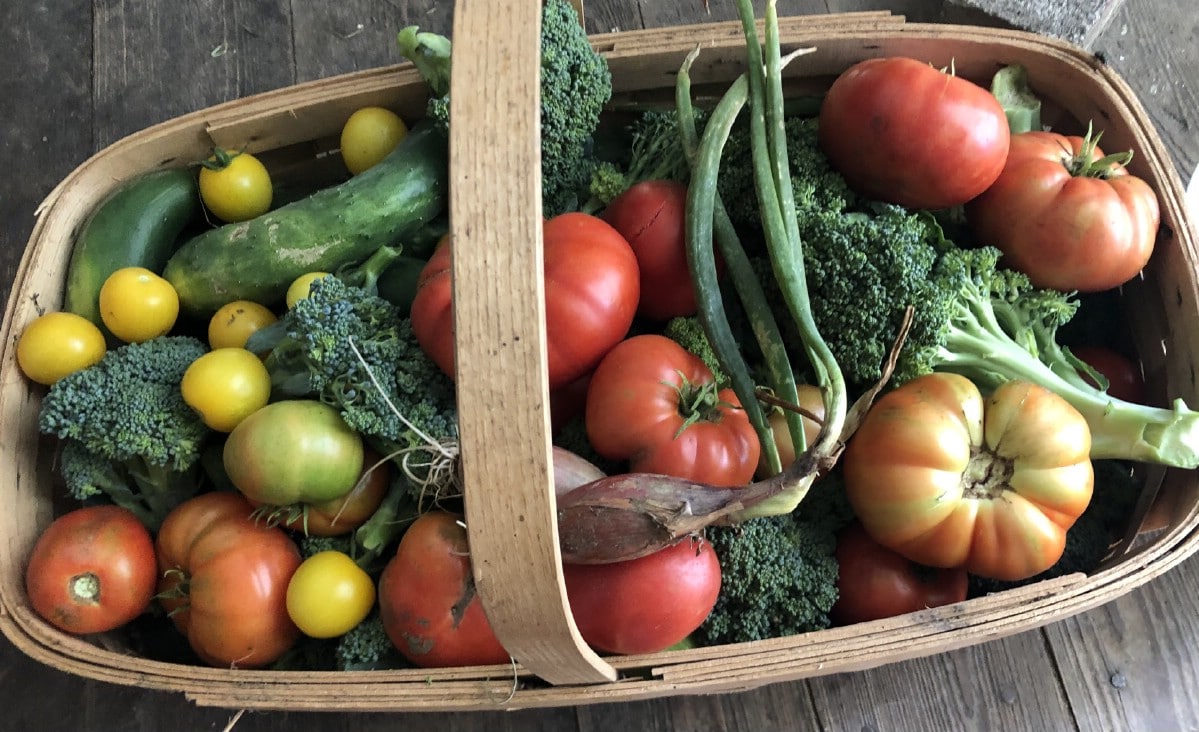 basket full of freshly harvested vegetables