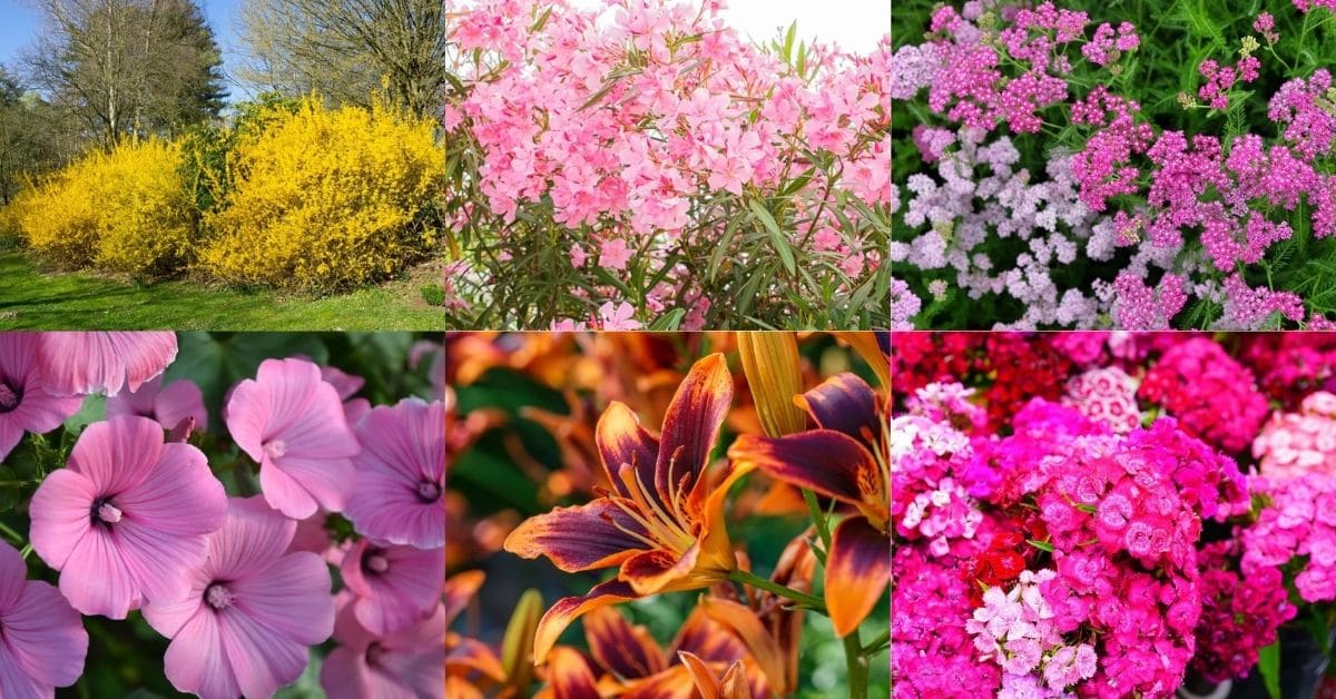 Example perennial flowers that are easy to maintain and are low maintenenance.