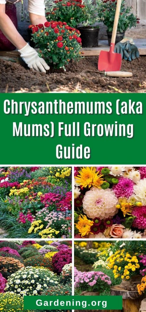 Chrysanthemums, Mums