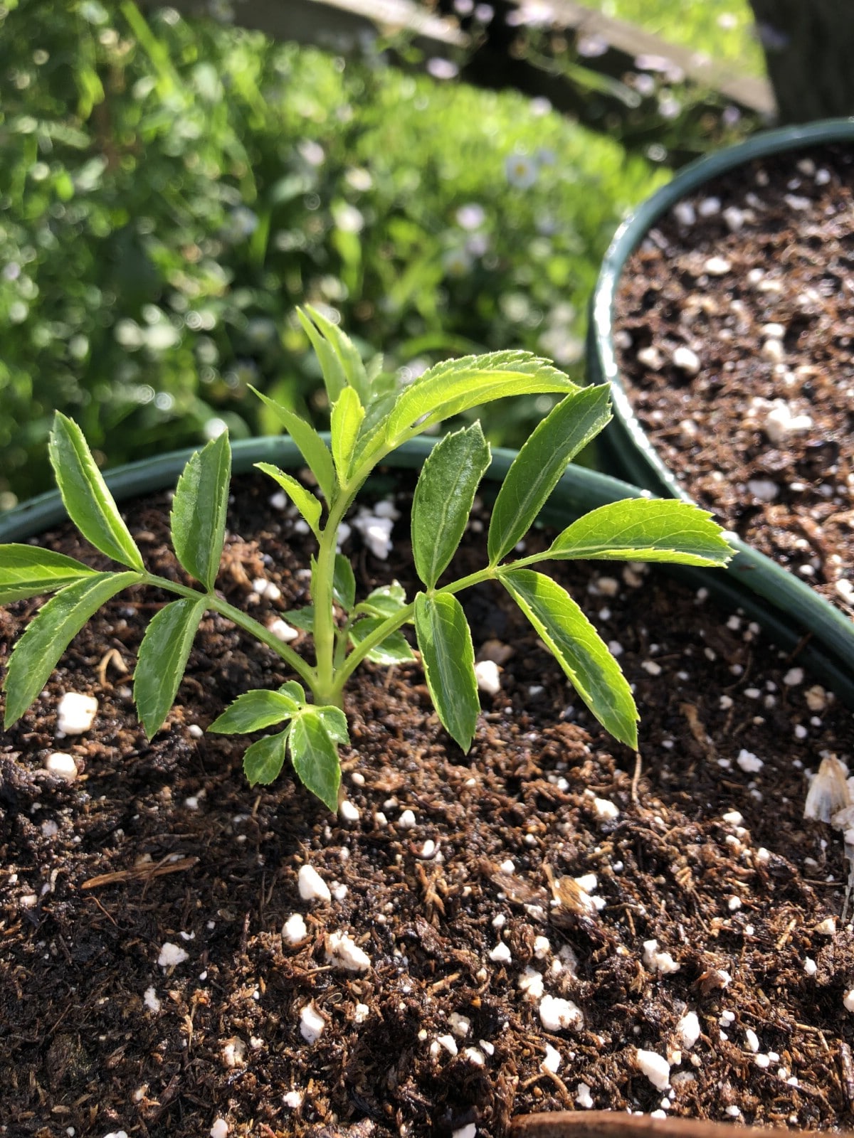 small potted elderberry bush ready for fall planting