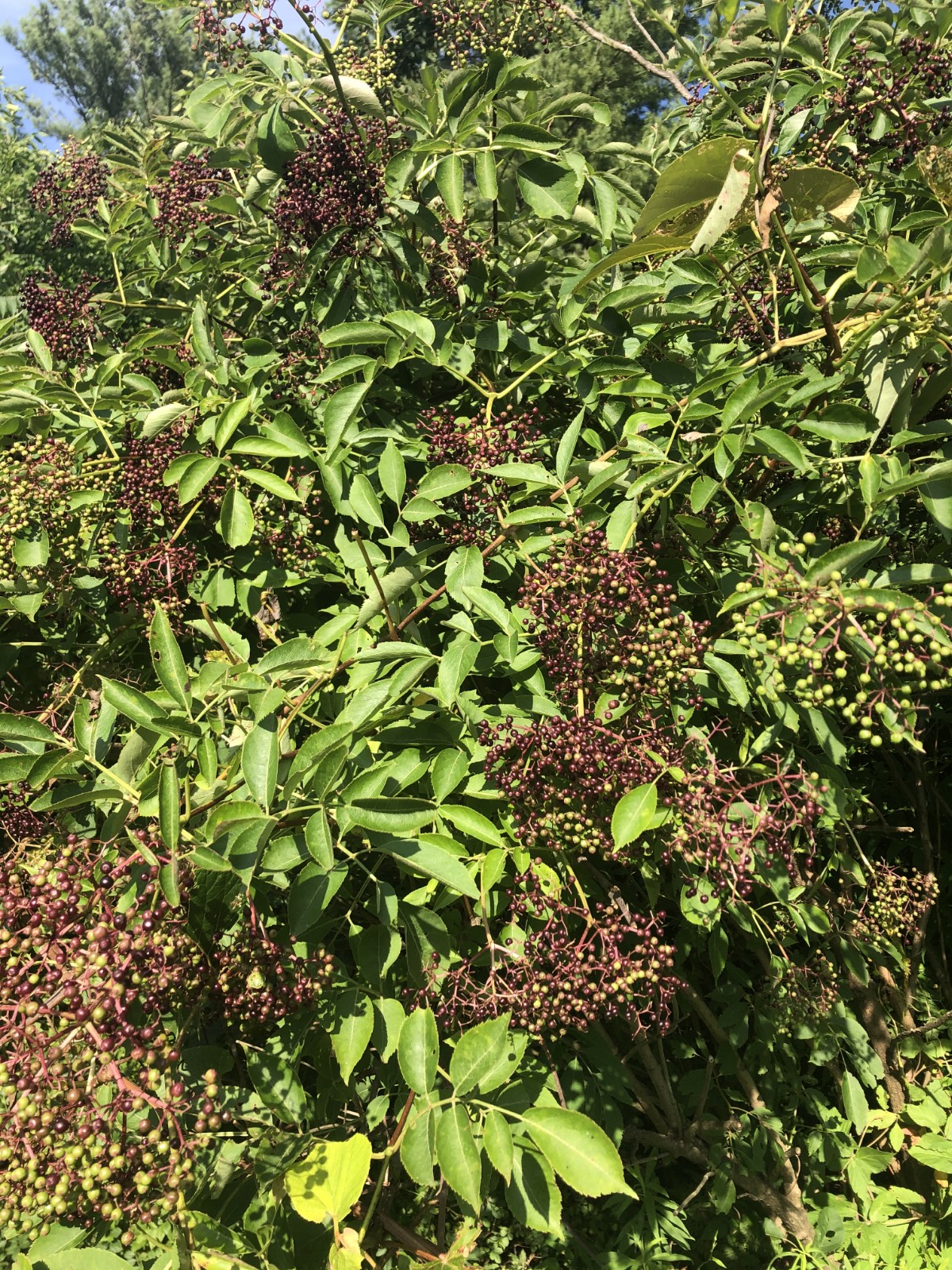 purple elderberries on bush