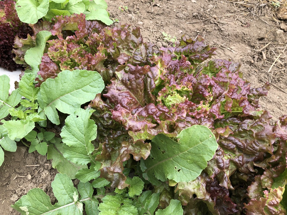 red lettuce planted with radishes