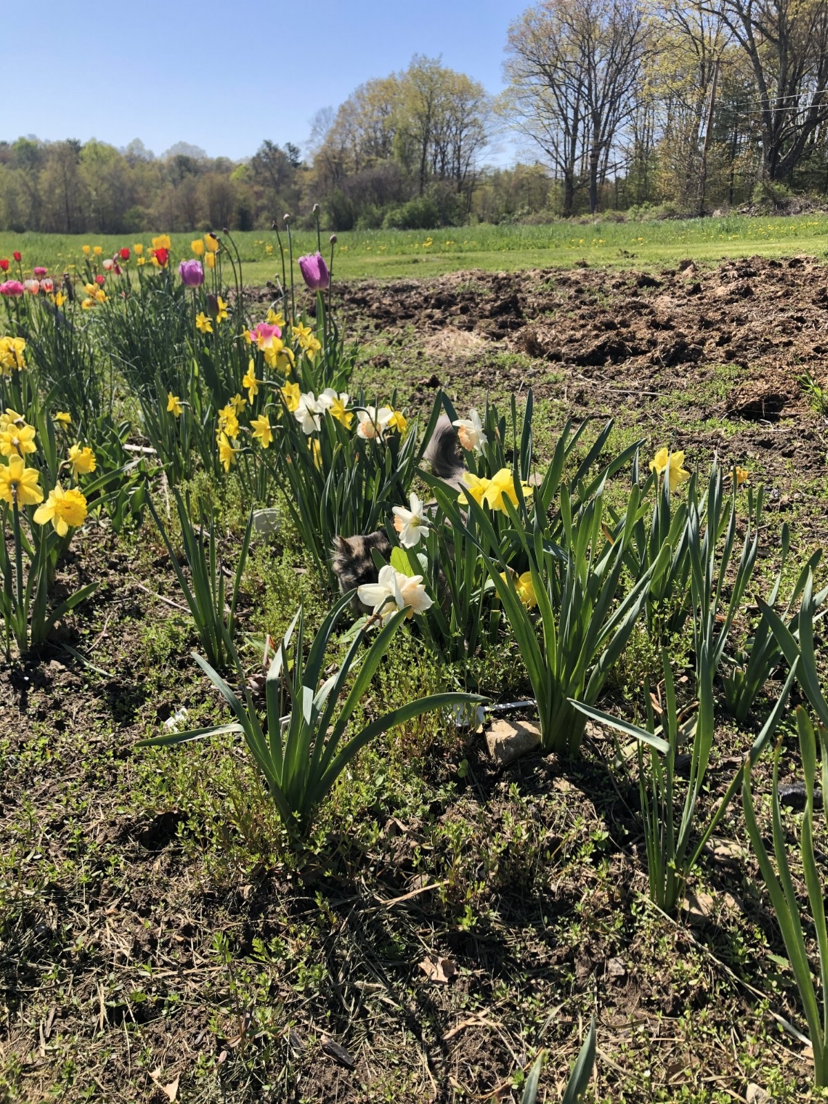 row of daffodils planted in October for cutting in the spring