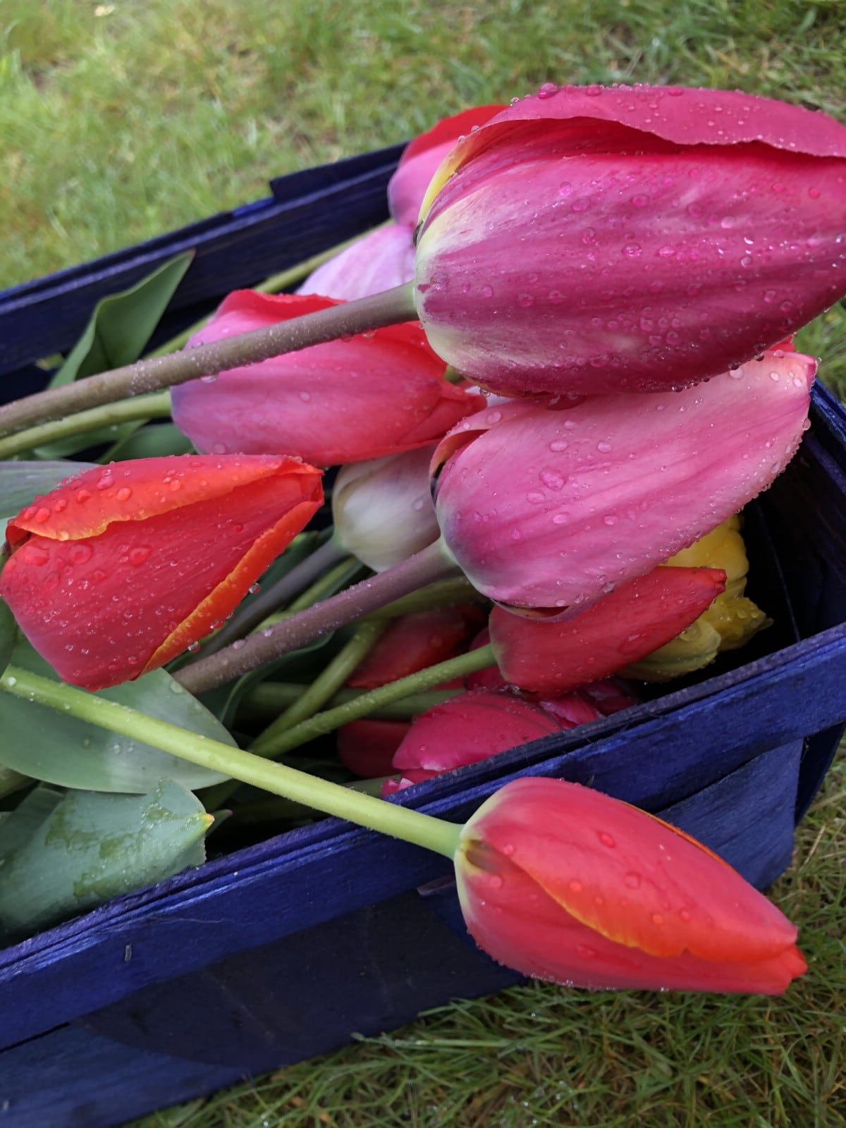 cut tulips in blue basket