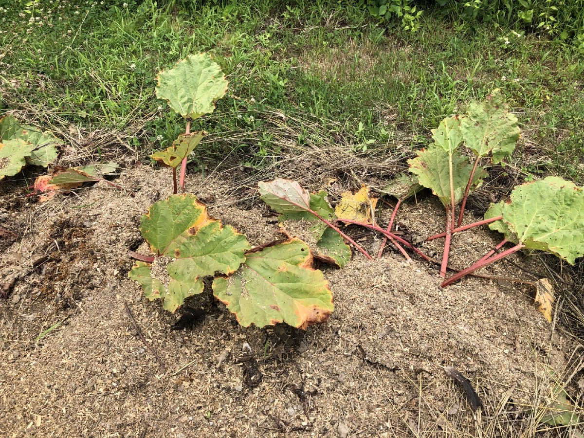 rhubarb plants ready to be divided