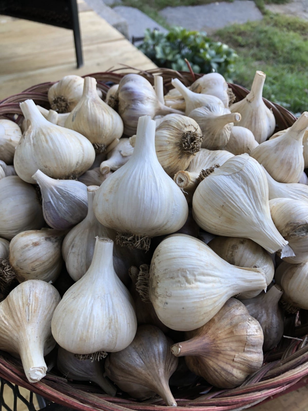 trimmed and stores garlic bulbs