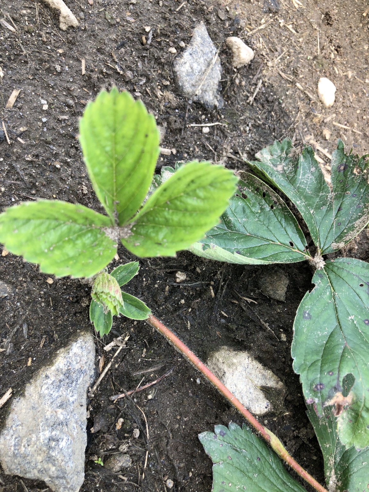 small strawberry runner plants 