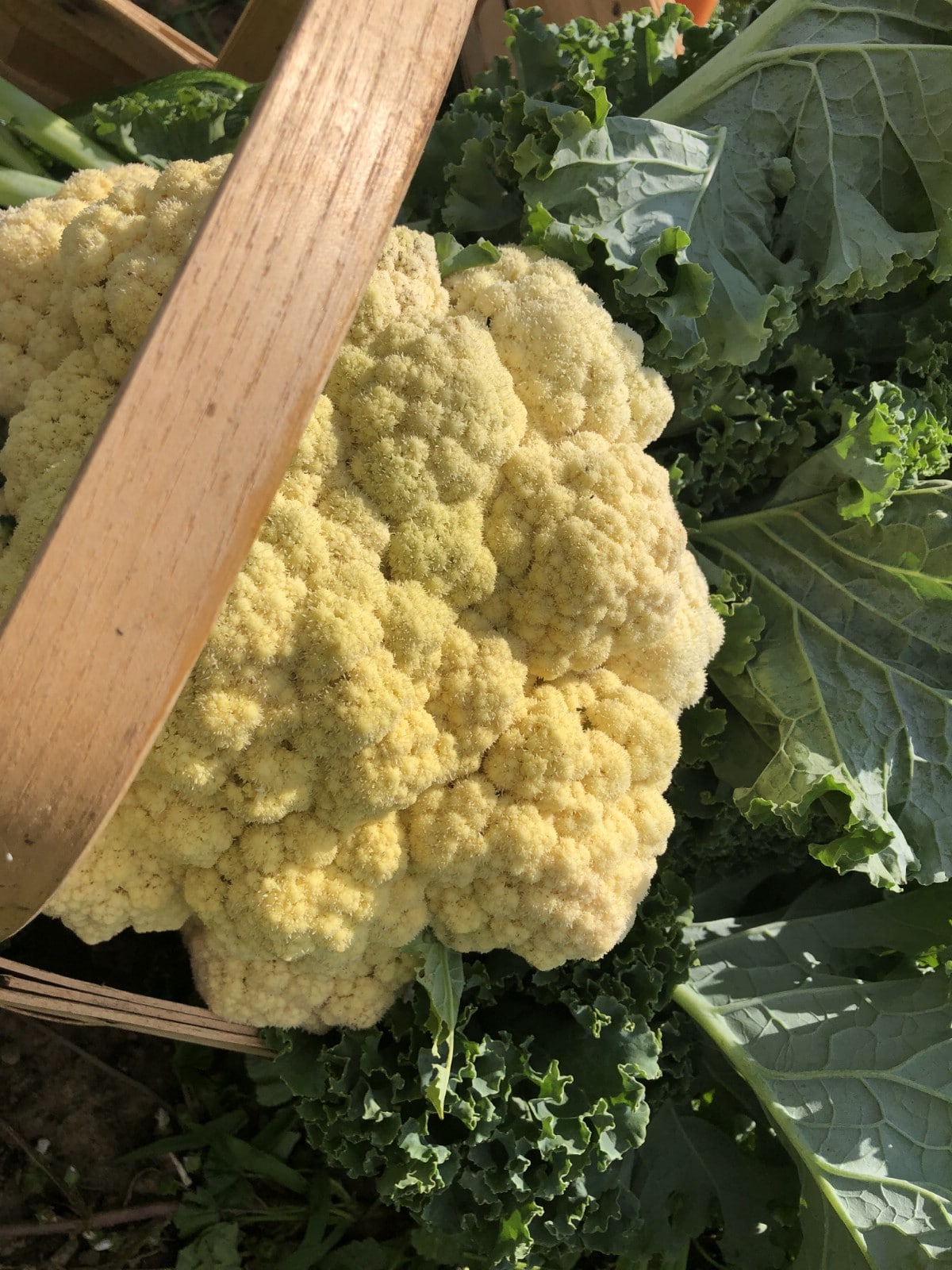 head of creamy white cauliflower