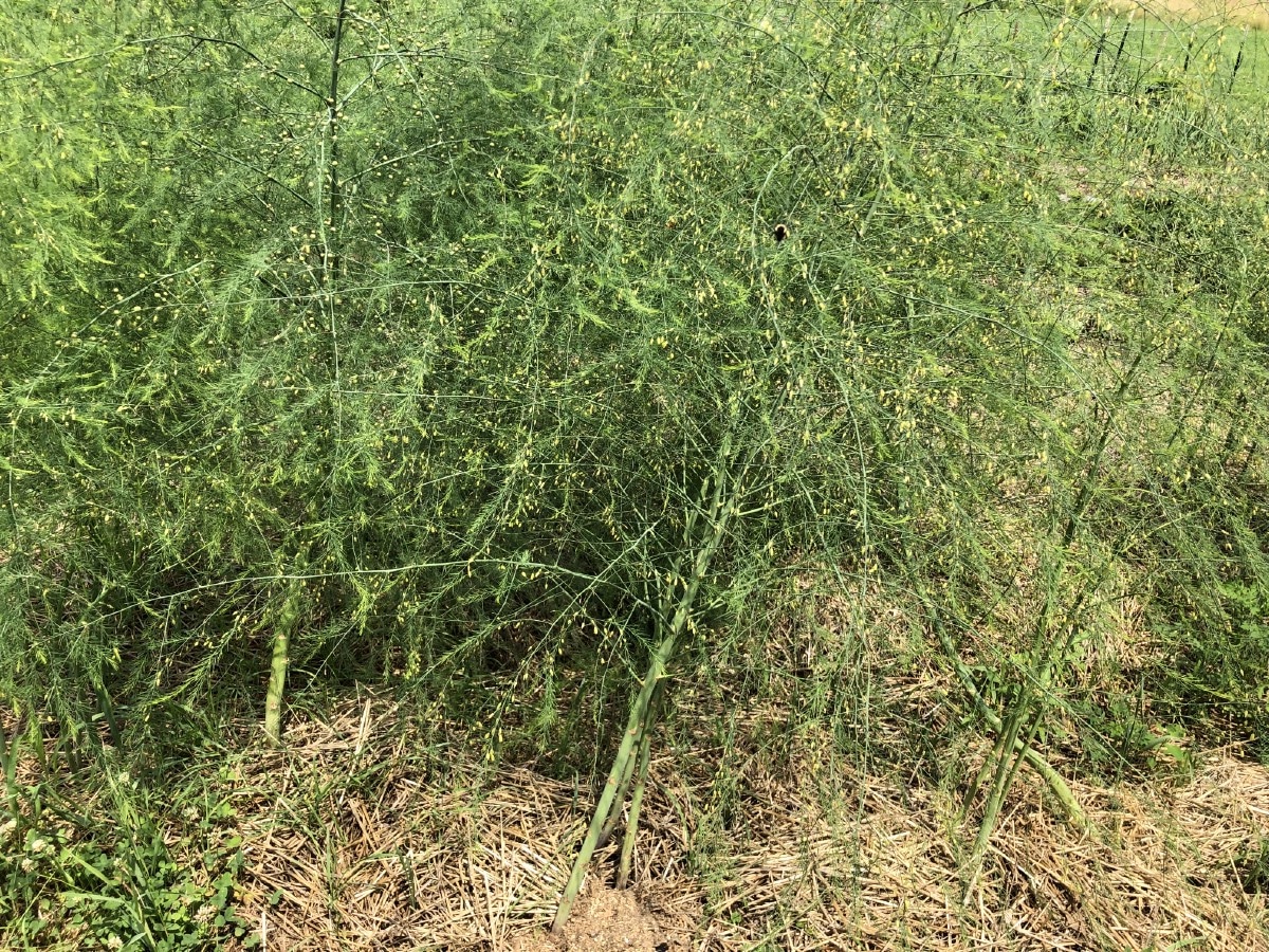 ferns of asparagus plants