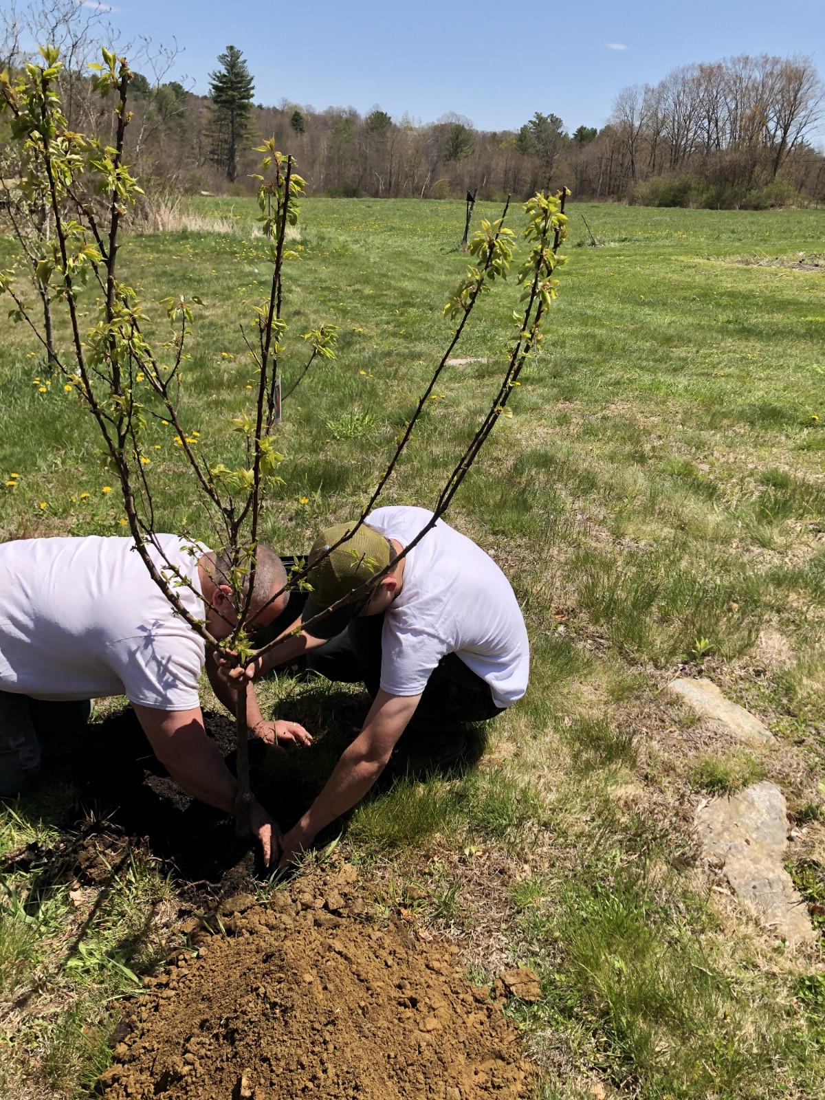 two men planting a fruit tree in the fall