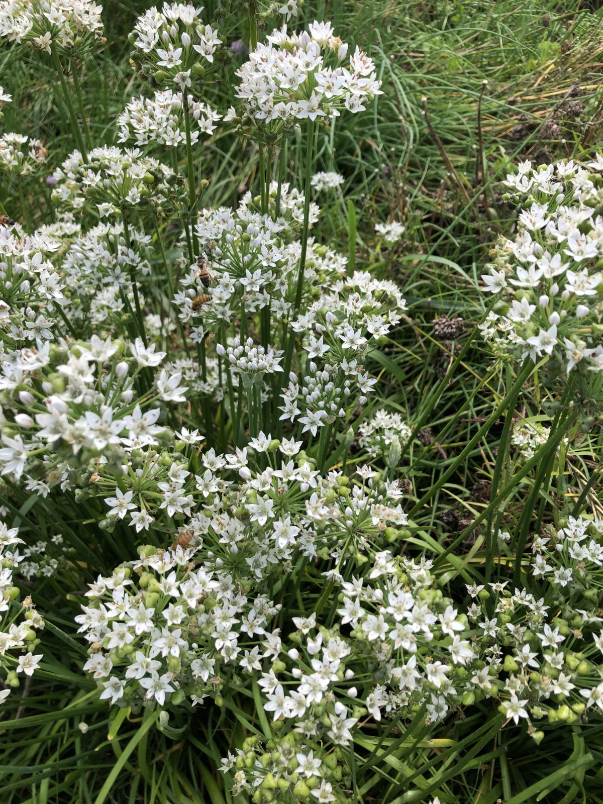 white flowered garlic chives