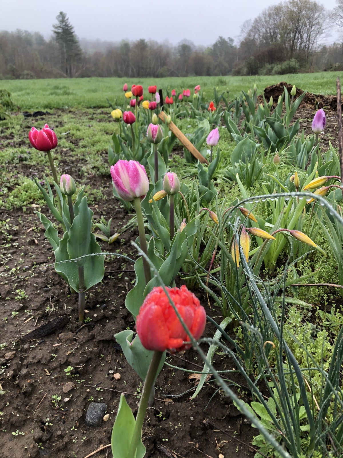 early spring tulips grown from fall-planted bulbs