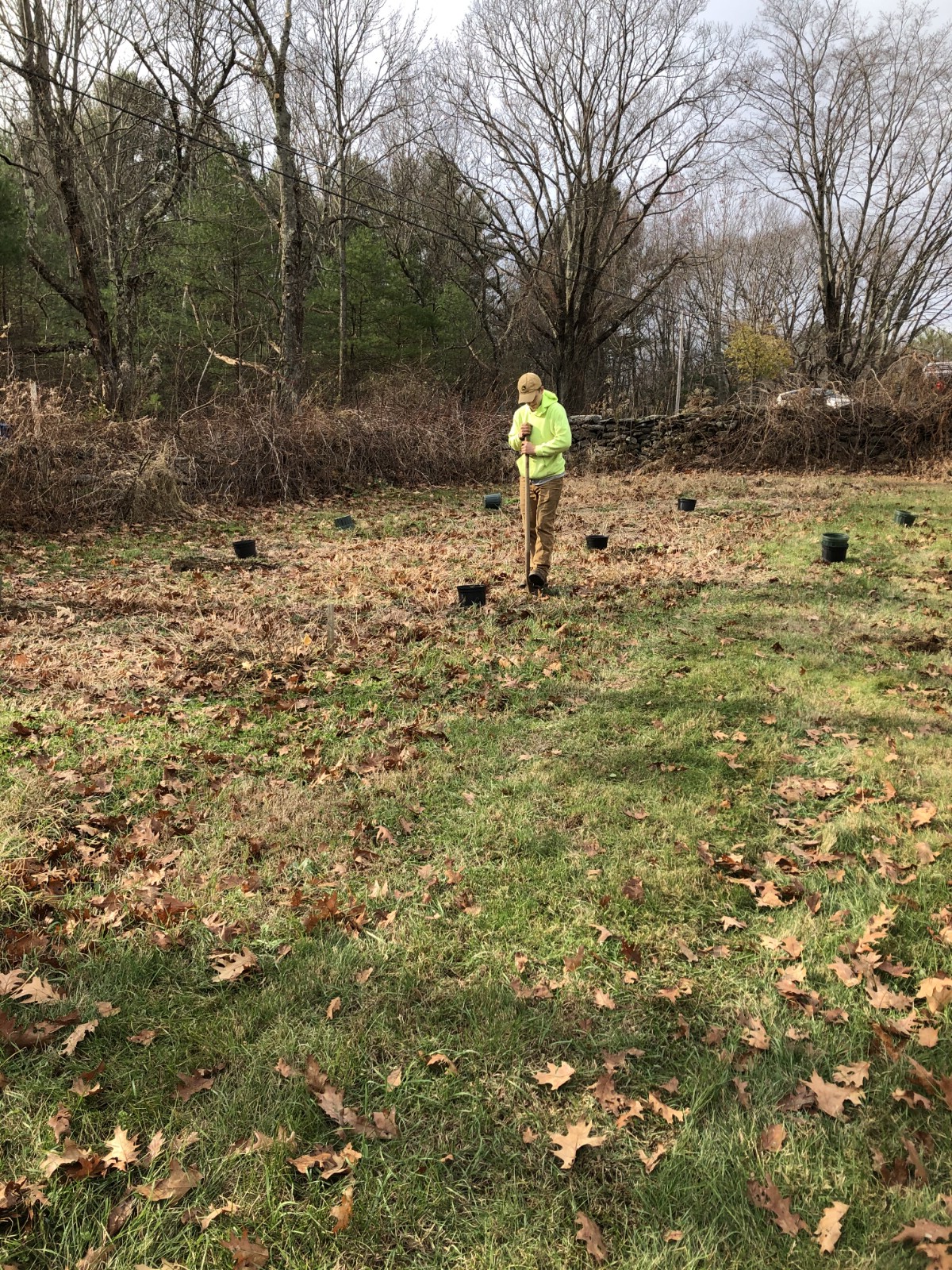 planting berry bushes in the fall